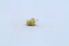 Лампа накаливания 12V 1,5W BX8,5D YELLOW (пр-во Narva) NARVA 17050CP (фото 3)