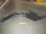 Підкрилок пер. лів. KIA CERATO 09- (вир-во) TEMPEST 031 0730 387 (фото 2)
